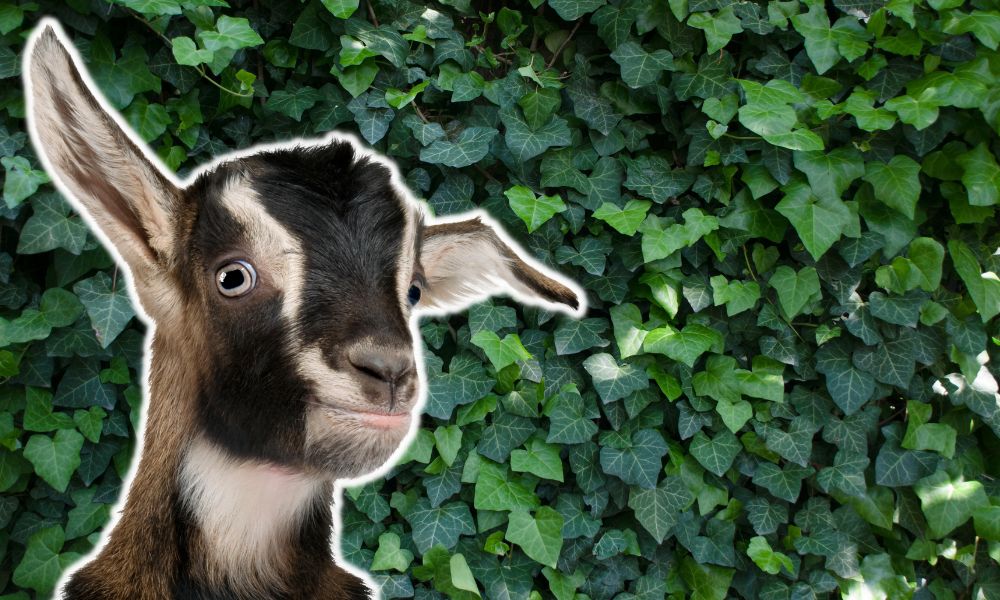 Can Goats Eat Ivy?