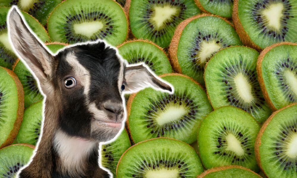 Can Goats Eat Kiwi?