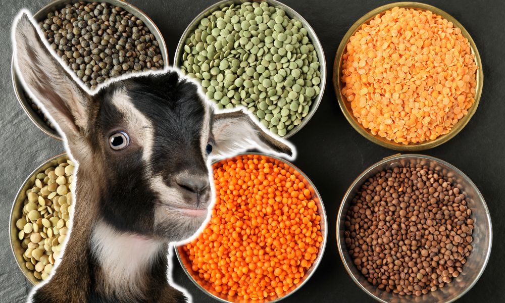 Can Goats Eat Lentils?