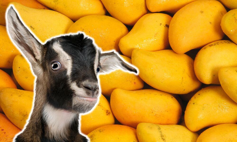 Can Goats Eat Mango
