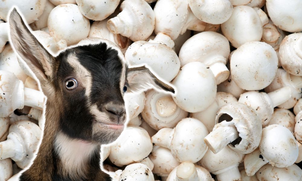 Can Goats Eat Mushrooms?
