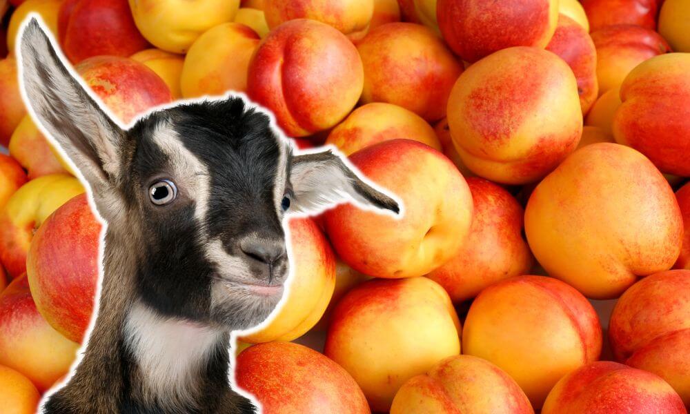 Can Goats Eat Nectarines?