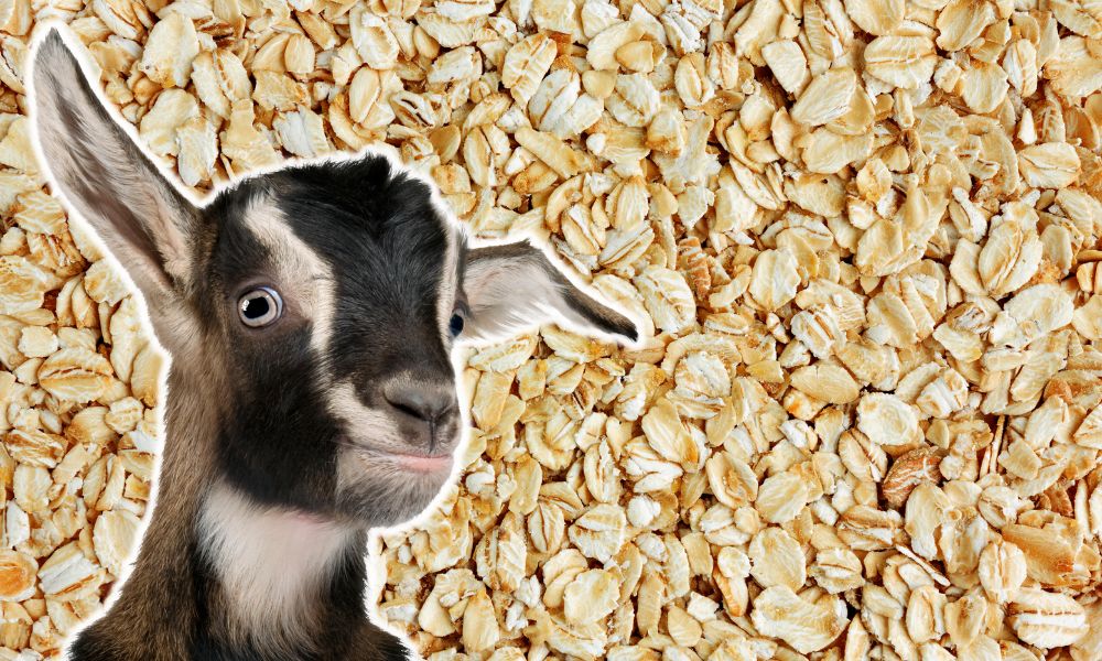 Can Goats Eat Oats?