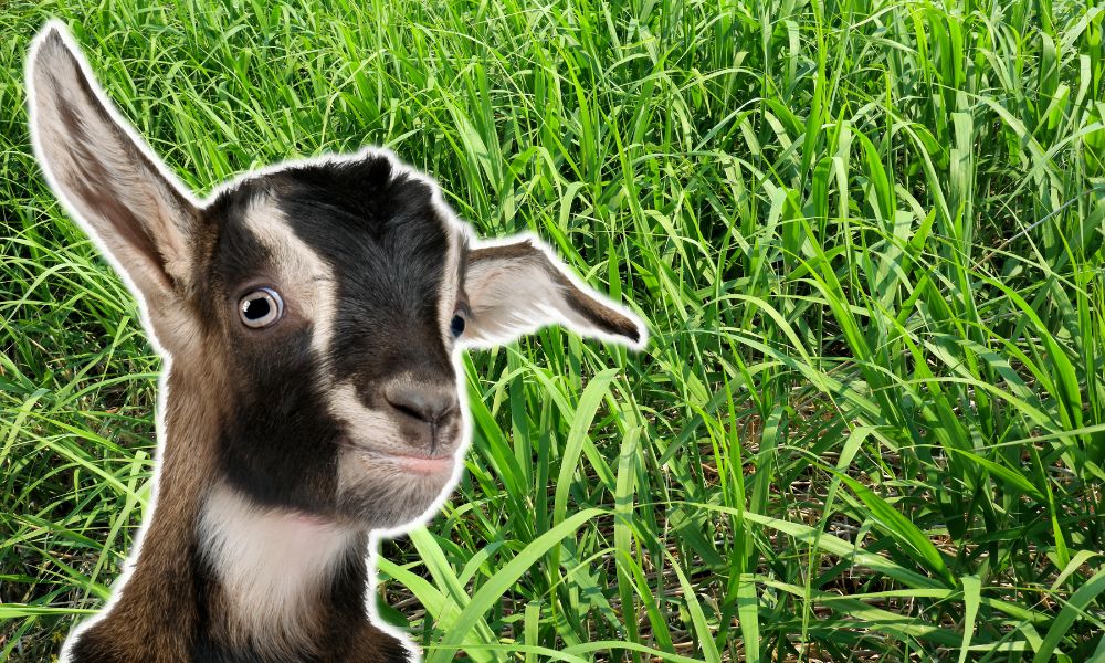 Can Goats Eat Weeds?