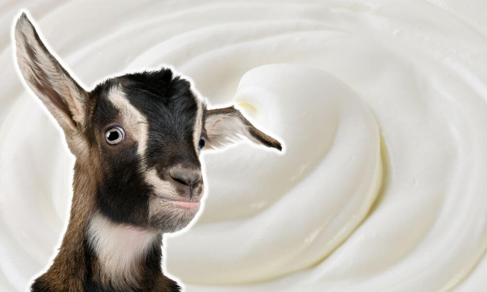 Can Goats Eat Yogurt?