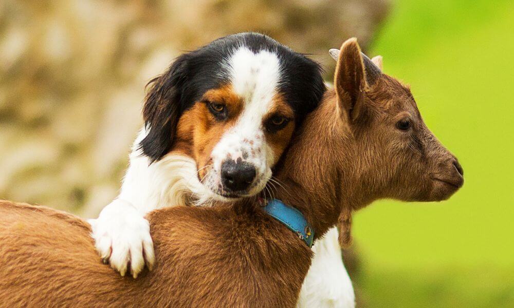 Do Goats And Dogs Get Along?
