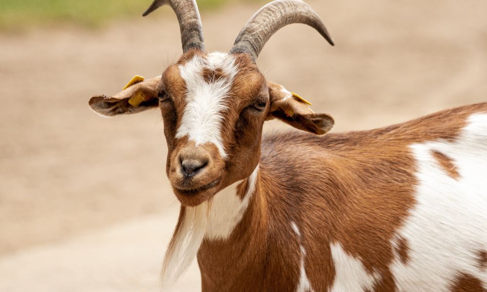 Do Goats Drink Their Own Urine?