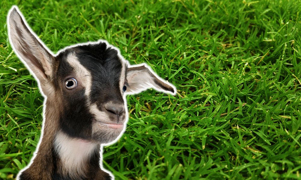 Do Goats Eat Grass?
