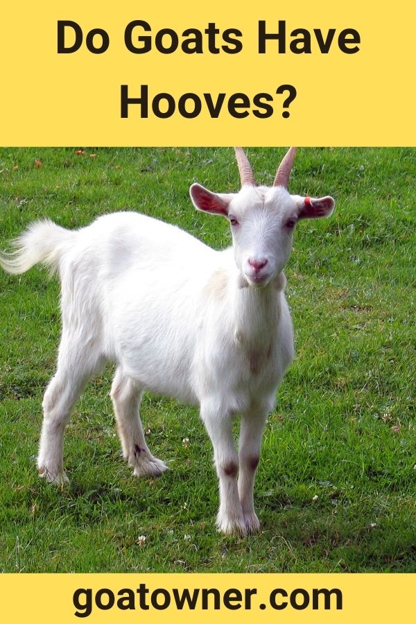 Do Goats Have Hooves? (Find Out!) - Goat Owner