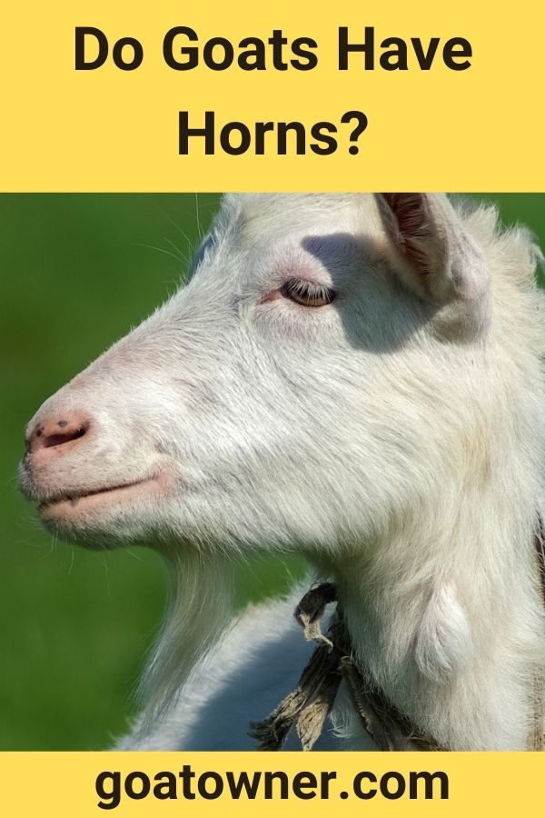 Do Goats Have Horns?