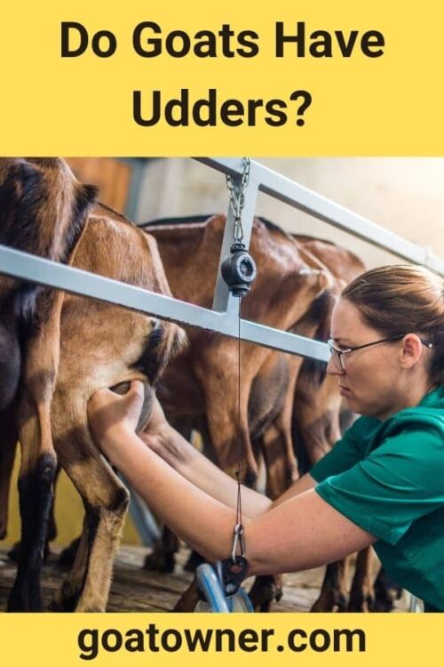 Do Goats Have Udders? (Revealed!)