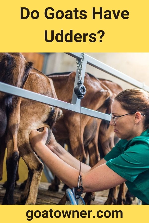 Do Goats Have Udders?