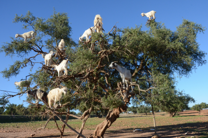 Can Goats Climb Trees? - Goat Owner