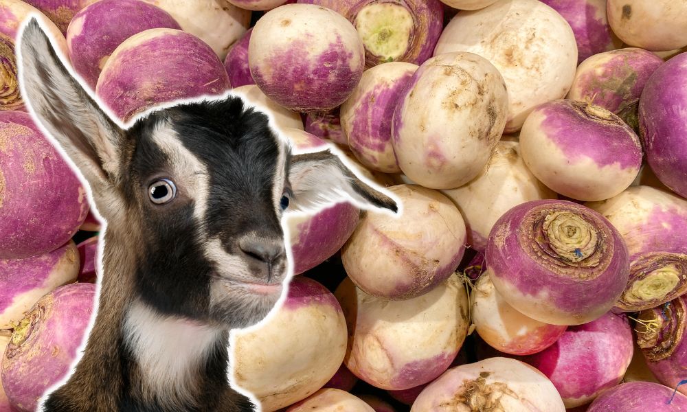 Can Goats Eat Turnips?