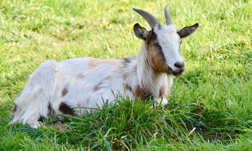 Can Goats Get Constipated?