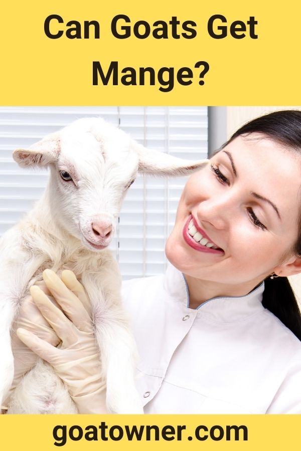 Can Goats Get Mange?