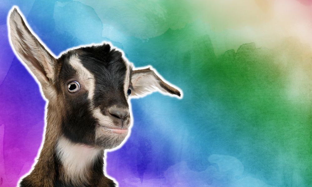 Do Goats See Color?