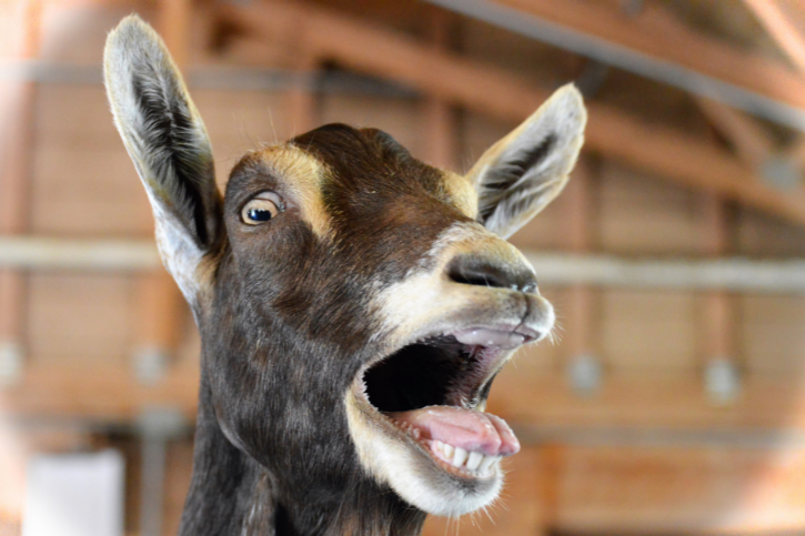 Why Do Goats Scream? - Goat Owner