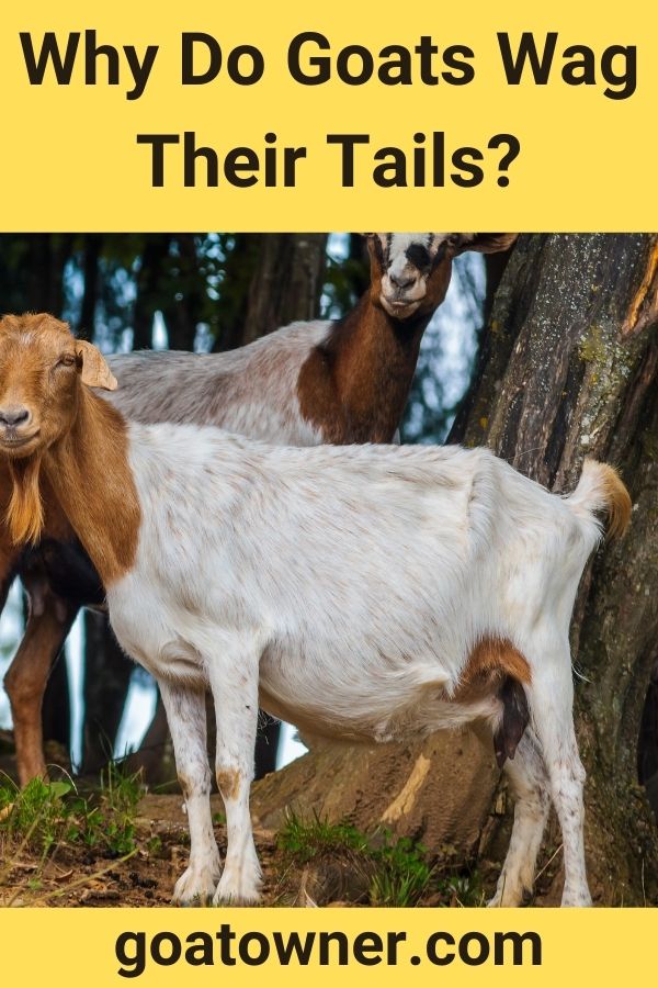 Why Do Goats Wag Their Tails? (revealed!) - Goat Owner