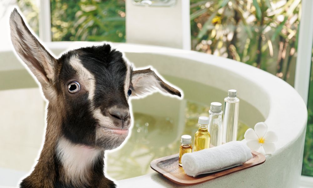 Do Goats Need Baths?