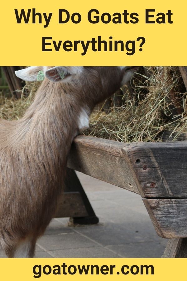 Why Do Goats Eat Everything?