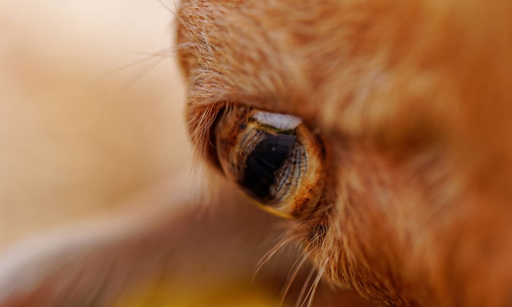 Why Do Goats Have Rectangular Pupils?