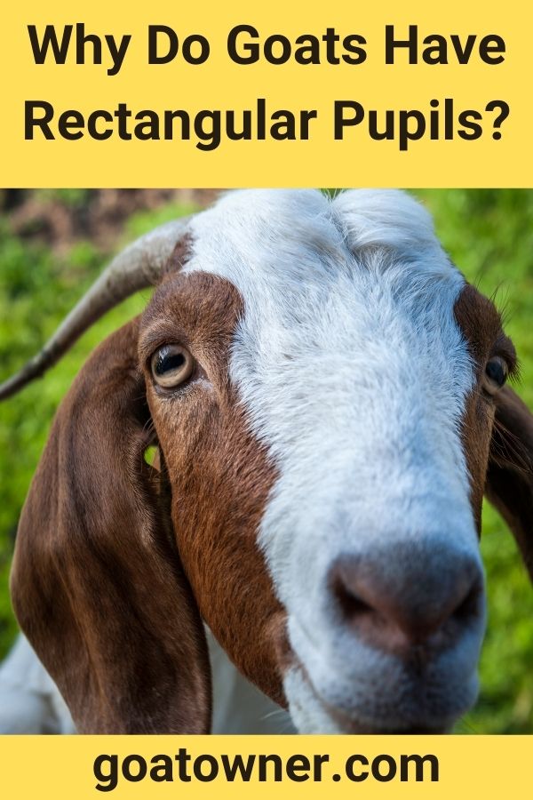 Why Do Goats Have Rectangular Pupils? (Find Out!) - Goat Owner