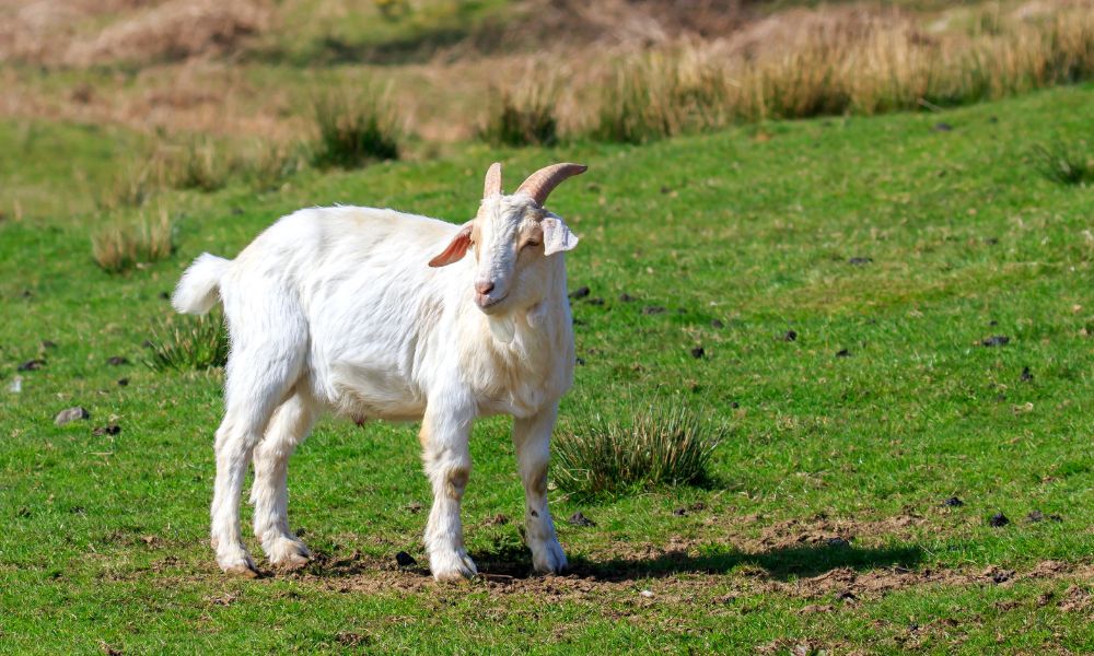 Are Alpine Goats Good For Meat?