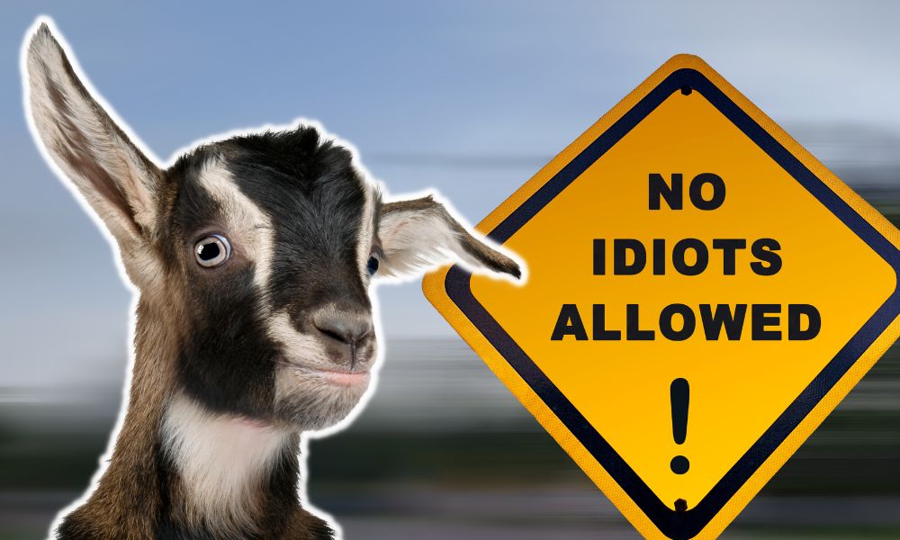 Are Goats Stupid?