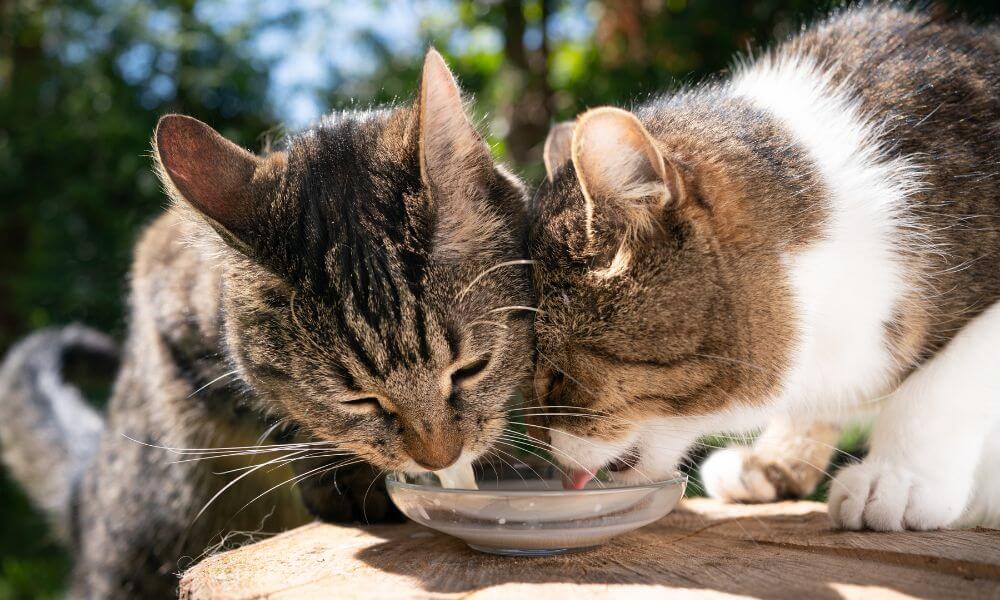 Can Cats Drink Goat Milk?