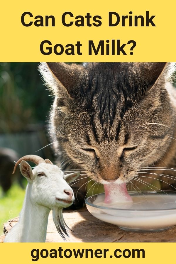 can-cats-drink-goat-milk-answered-goat-owner