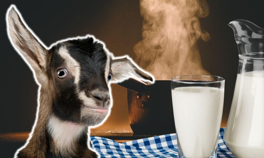 Can Goat Milk Be Boiled?