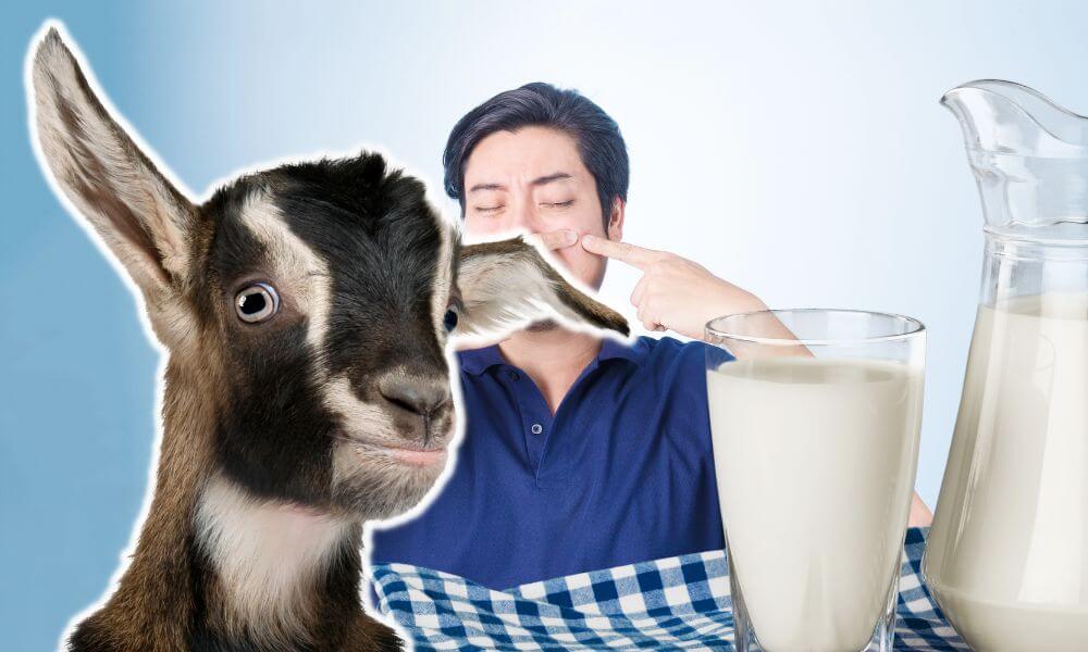 Can Goat Milk Cause Acne?
