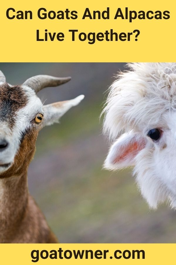 Can Goats And Alpacas Live Together?