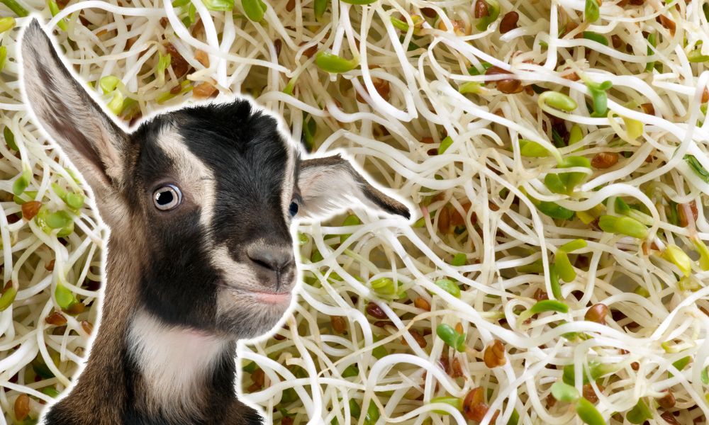 Can Goats Eat Alfalfa?