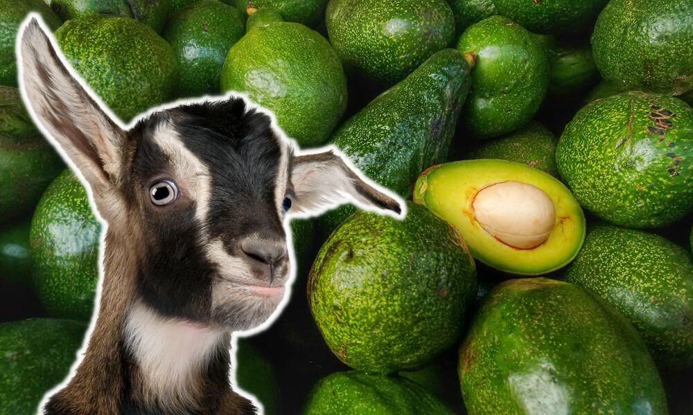 Can Goats Eat Avocado?