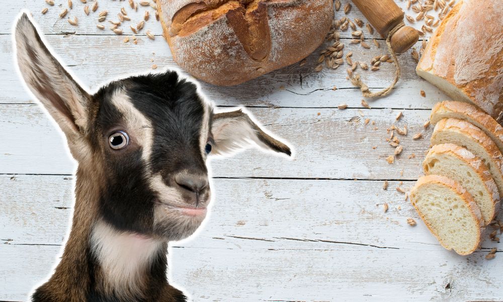 Can Goats Eat Bread?