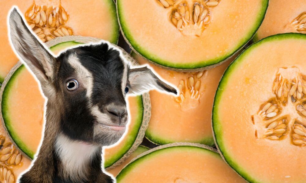 Can Goats Eat Cantaloupe?