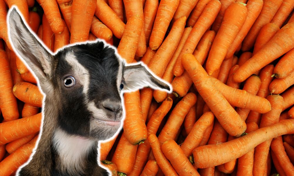 Can Goats Eat Carrots