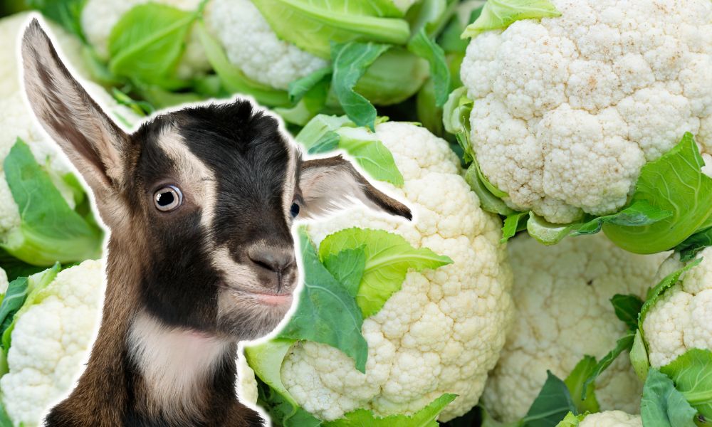 Can Goats Eat Cauliflower?