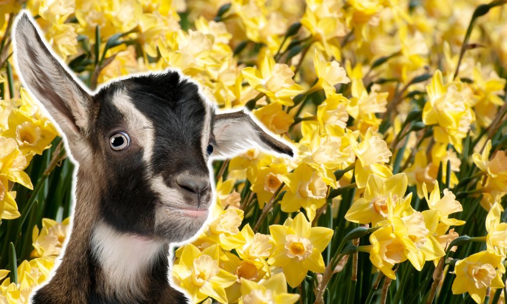 Can Goats Eat Daffodils?