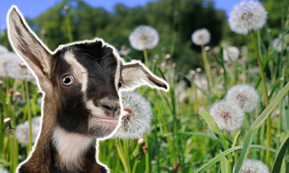 Can Goats Eat Dandelions?