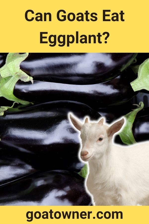 Can Goats Eat Eggplant?
