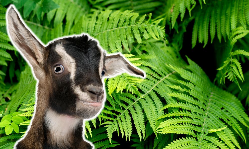 Can Goats Eat Ferns?
