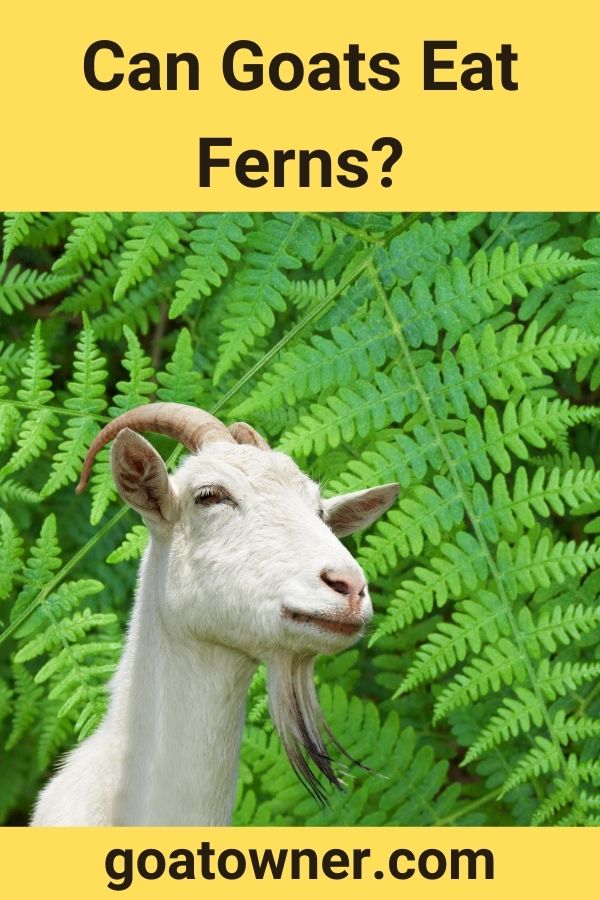 Can Goats Eat Ferns? (Are They Safe?) - Goat Owner