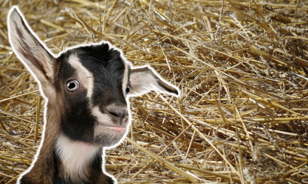 Can Goats Eat Hay?