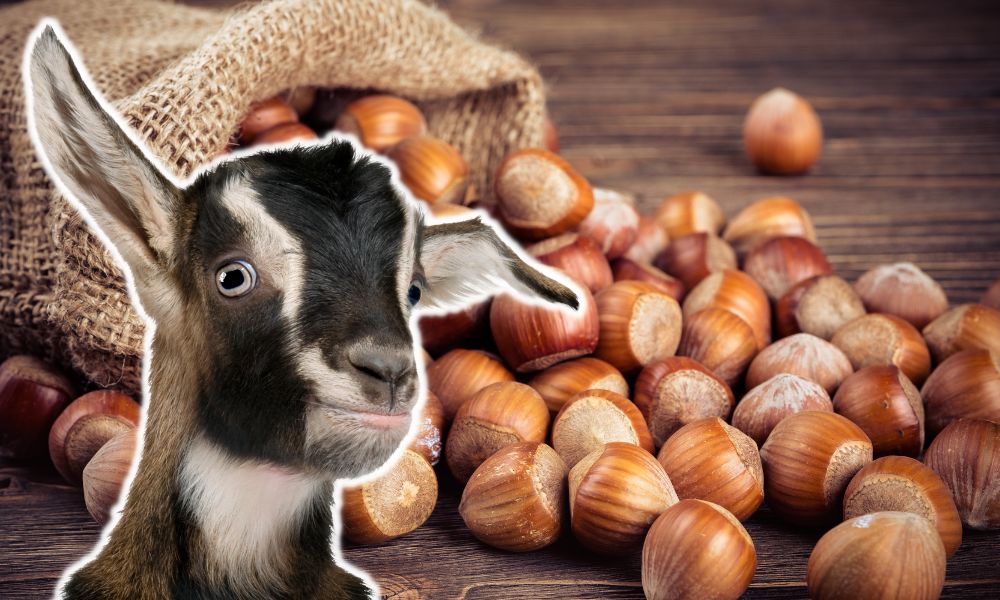 Can Goats Eat Hazelnuts?