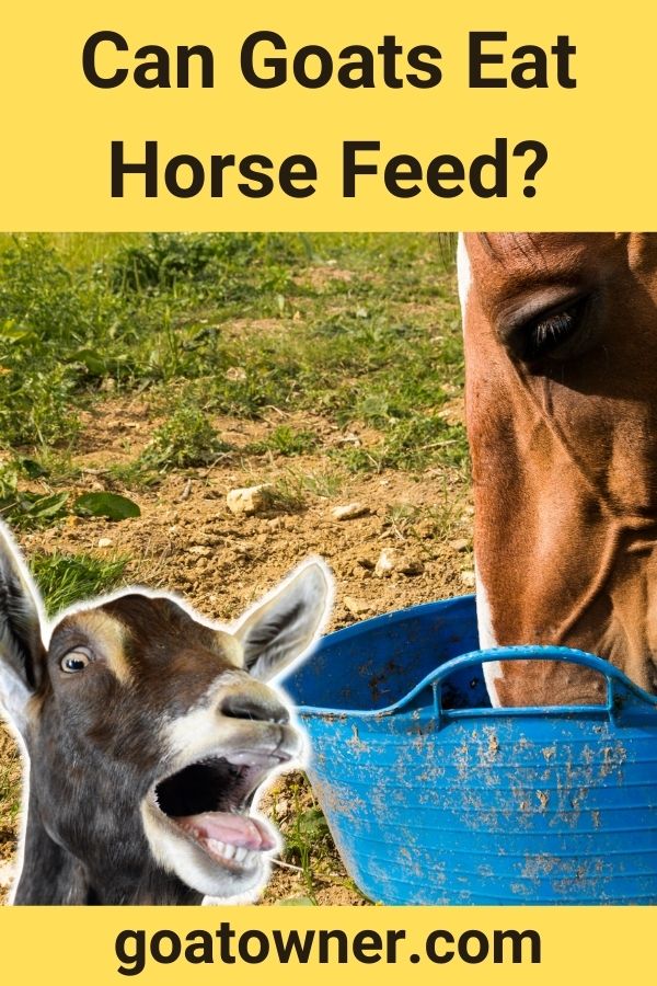 Can Goats Eat Horse Feed?