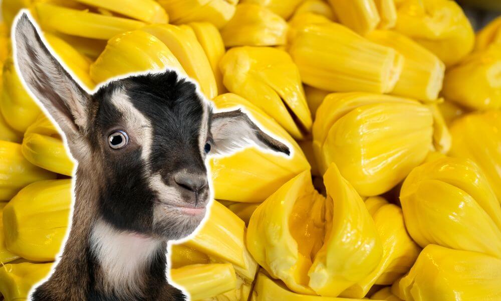 Can Goats Eat Jackfruit?