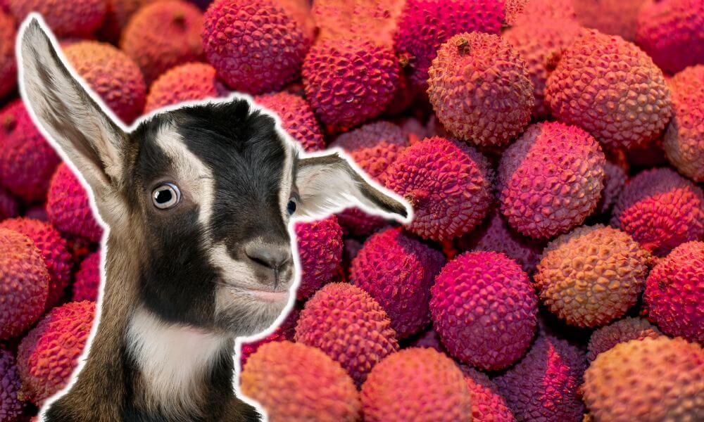 Can Goats Eat Lychee?